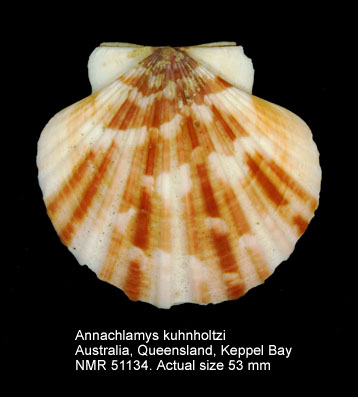 Annachlamys kuhnholtzi.jpg - Annachlamys kuhnholtzi(Bernardi,1860)